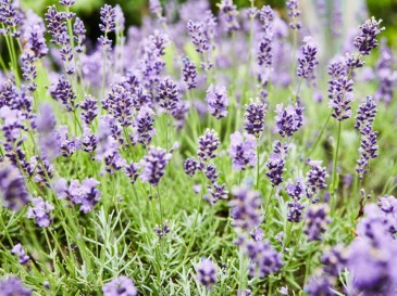 Meisterhaft Lavendel schneiden: Ein Leitfaden